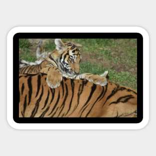 Funny Tiger Cub Sticker